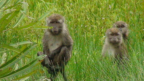 proboscis-monkey-garama-river-kota-kinabalu