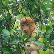 macaque-garama-river-kota-kinabalu.jpg
