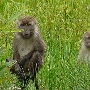 proboscis-monkey-garama-river-kota-kinabalu.jpg