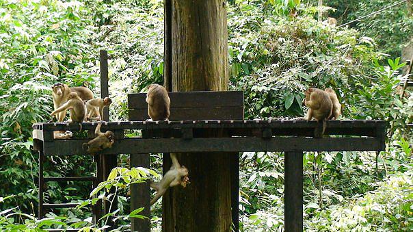 macaques-sepilok-orangutan-rehabilitation-centre-borneo-malaysia