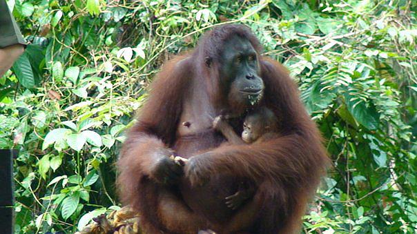 orangutan-sepilok-orangutan-rehabilitation-centre-borneo-malaysia