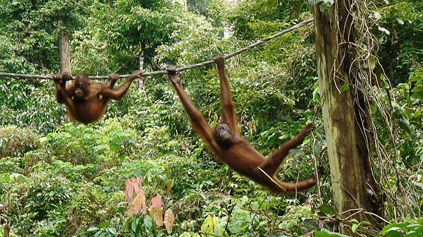 orangutan-sepilok-orangutan-rehabilitation-centre-malaysia