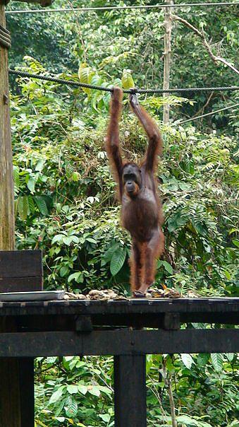 sepilok-orangutan-rehabilitation-centre-borneo-malaysia