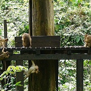 macaques-sepilok-orangutan-rehabilitation-centre-borneo-malaysia.jpg