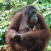 orangutan-sepilok-orangutan-rehabilitation-centre-borneo-malaysia.jpg