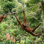 orangutan-sepilok-orangutan-rehabilitation-centre-malaysia.jpg