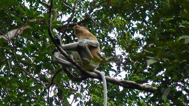 proboscis-monkey-kinabatangan-river-borneo