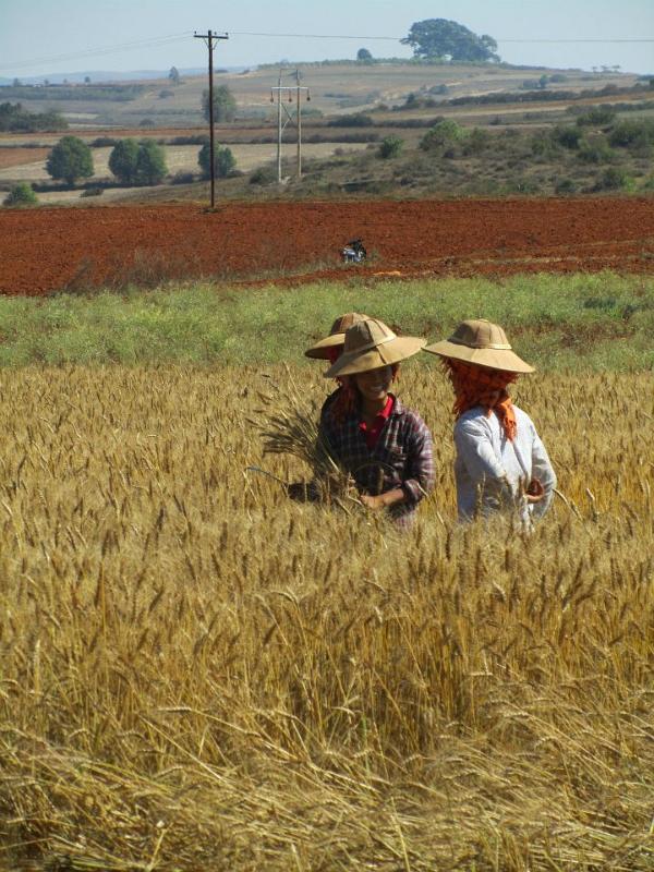 rice-field-workers-pindaya-myanmar