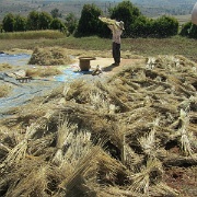 harvest-pindaya-myanmar.jpg