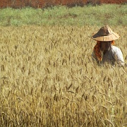 rice-field-worker-pindaya-myanmar.jpg