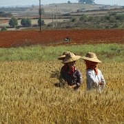 rice-field-workers-pindaya-myanmar.jpg