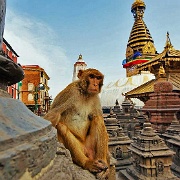 monkey-swayambhunath-stupa-kathmandu-nepal.jpg