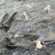 feed-catfish-bangkok-thailand.jpg