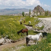 horses-cappadocia-turkey.jpg