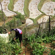 garden-beside-sapa-rice-terraces-vietnam.jpg
