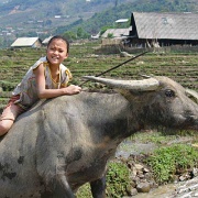 riding-water-buffalo-sapa-rice-terraces.jpg