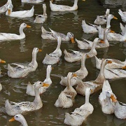 sapa-ducks-vietnam.jpg