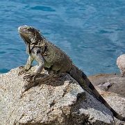 Iguana, Oranjestad, Aruba 7096.JPG