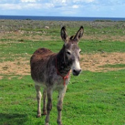 Wild donkey, Aruba 28.JPG