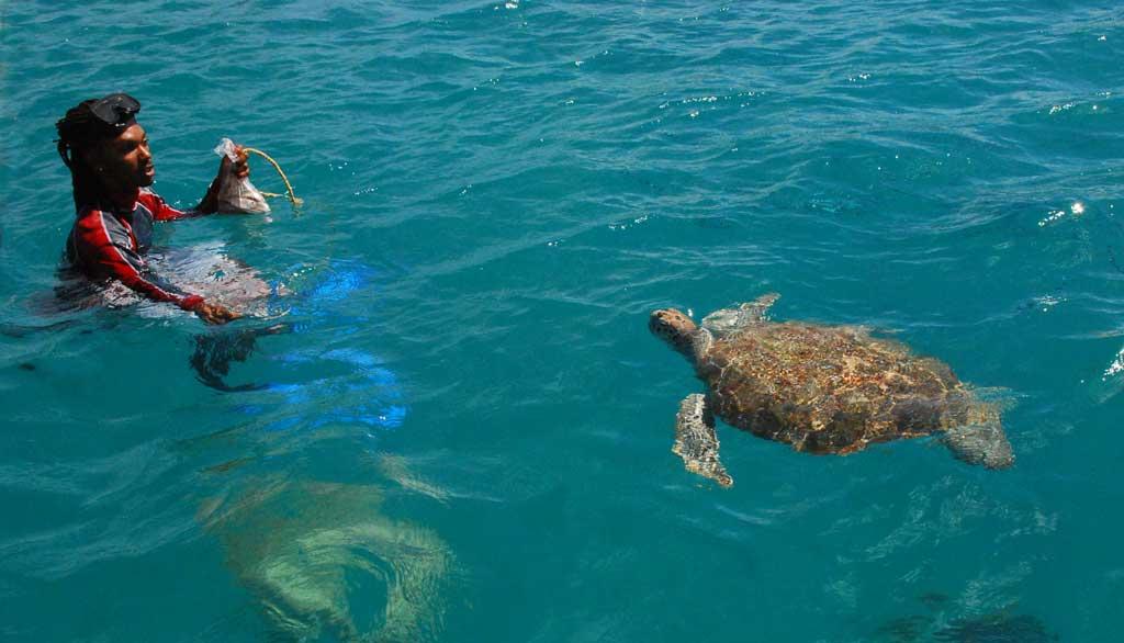 Turtle Encounter, Barbados 142