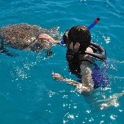 Turtle Encounter, Barbados 141.jpg