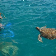 Turtle Encounter, Barbados 142.jpg