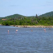 Flamingos, near Kralendijk, Bonaire 22.JPG