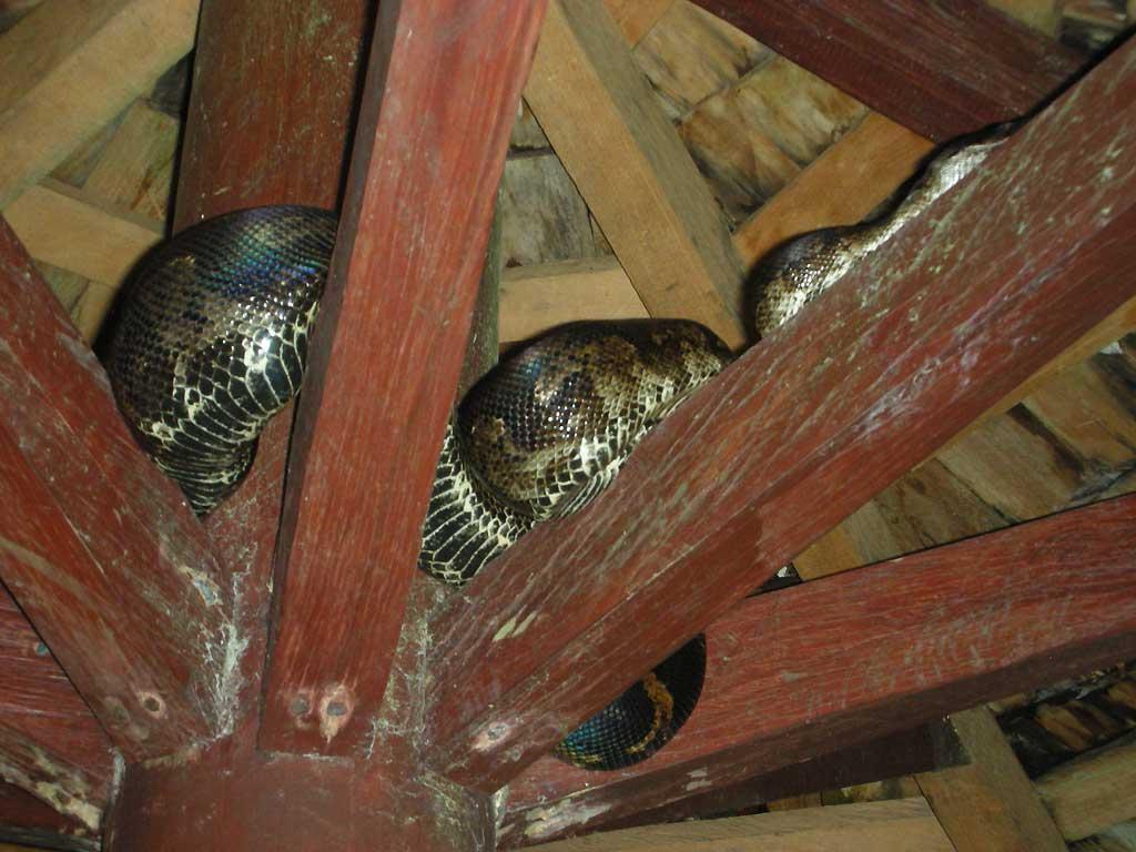 Snake, Dominica 108