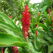 Flowers, Dominica 105.jpg