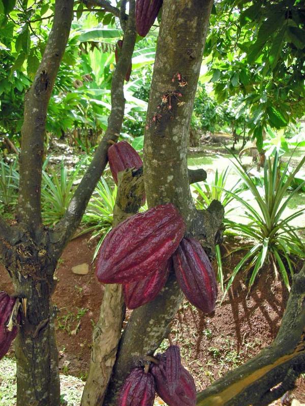 Cocoa tree on Grenada 110