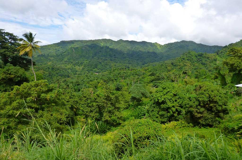 Rainforest, Grenada 17