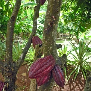 Cocoa tree on Grenada 110.jpg