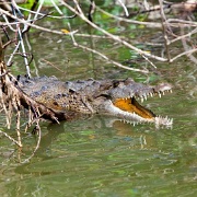 Crocodile, The Black River, Jamaica 9815762.jpg