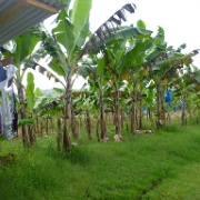 Banana plantation, St Lucia 15.JPG