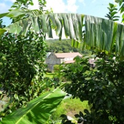 Rainforest, St Lucia 16.JPG