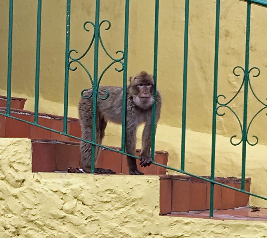 barbary-macaque-gibraltar