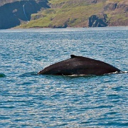 Humpback whale near Husavik, Iceland 10325626.jpg
