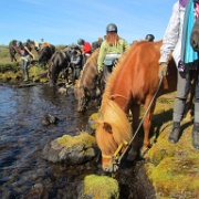 Icelandic Horseback Riding 124.jpg