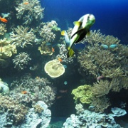 Monaco Aquarium, Musee Oceanagraphique, Monte Carlo 0124.JPG