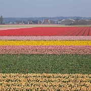 Tulip fields in the Netherlands 6213132.jpg