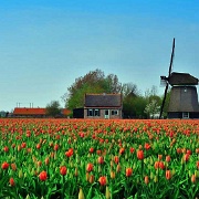 Tulips and windmill, Netherlands 1818828.jpg