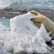 Polar bear cub after jumping, Spizbergen, Svalbard 10474469.jpg