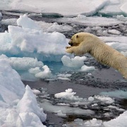 Polar bear cub jumping, Spizbergen, Svalbard 10474477.jpg