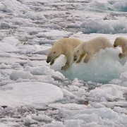 Polar bear with two cubs, Spizbergen, Svalbard 10474482.jpg