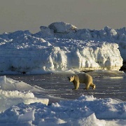 Polar bear, Svalbard 9477277.jpg