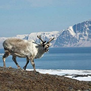Reindeer, Svalbard 9473235.jpg
