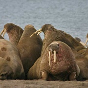 Walruses, Svalbard 3464354.jpg