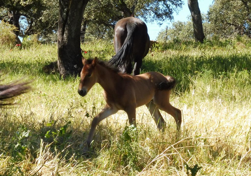 andalucian-day-old-foal-ronda
