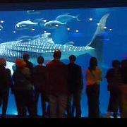 Whale shark, Georgia Aquarium 7.jpg