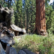 Grant Grove of Sequoias, Kings Canyon 6354.JPG